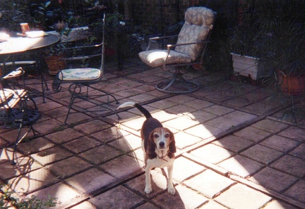 T Pets i11246 a